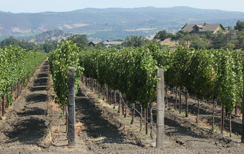 Vineyard2