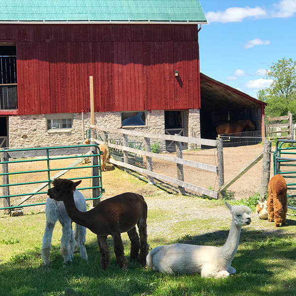  Alpacas at Shed at Chetwyn Farms