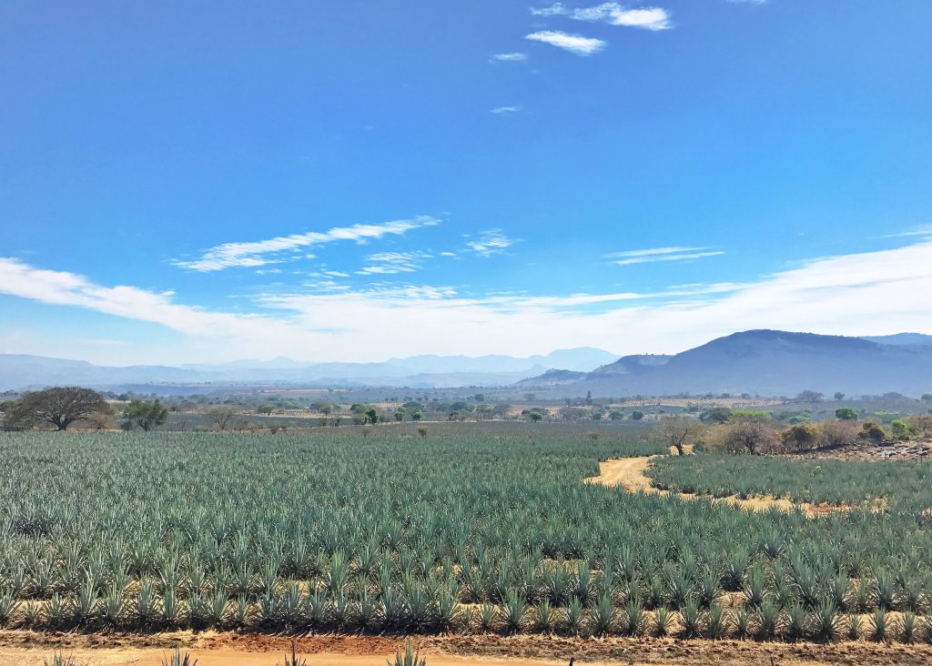 Agave Fields in Tequila outside Guadalajara